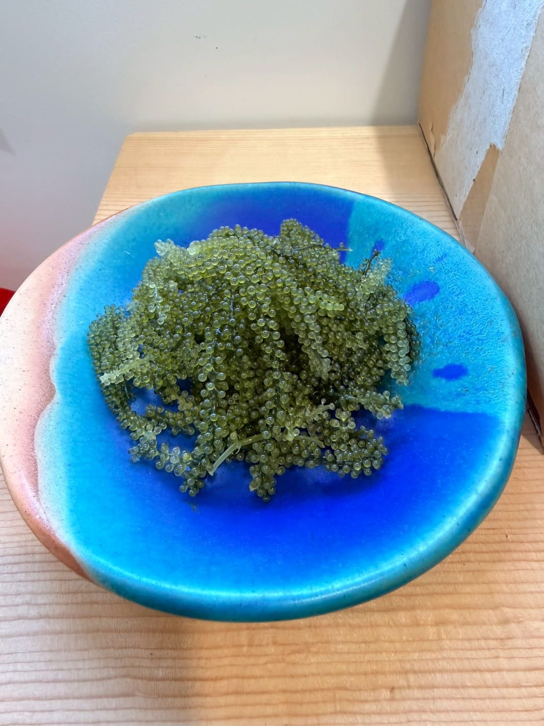 りょうた君の海ぶどう
